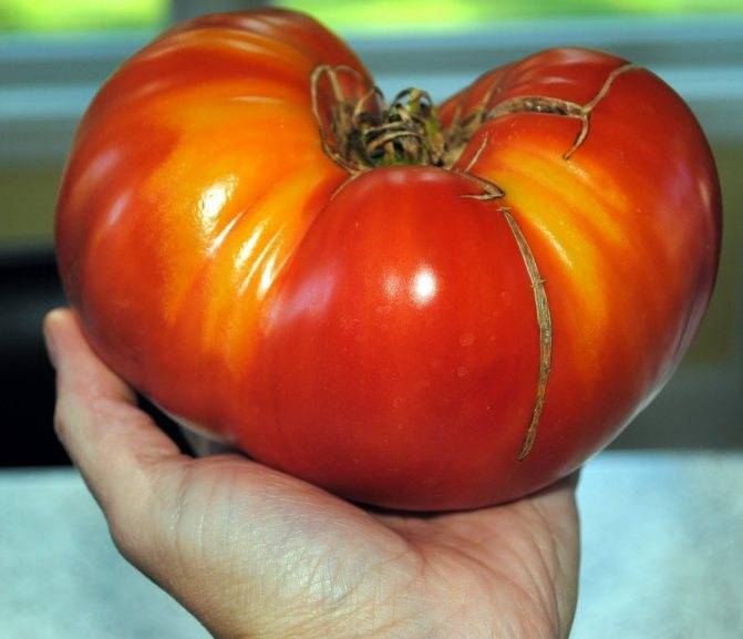Томат "перцевидный гигант": характеристика и подробное описание сорта помидор с фото, отзывы об урожайности