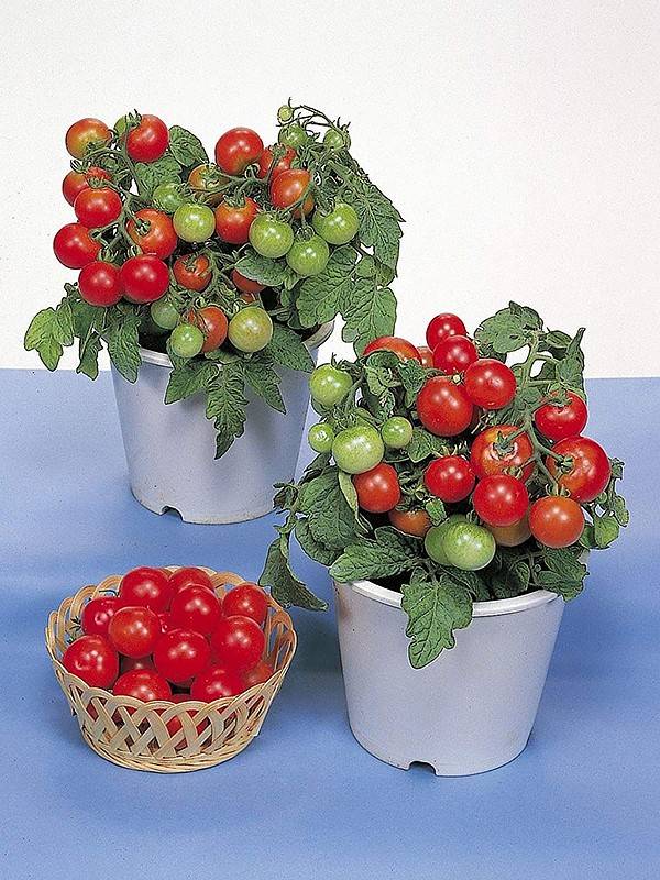 Отличный урожай круглый год — томат бонсай f1: подробное описание сорта и его характеристики