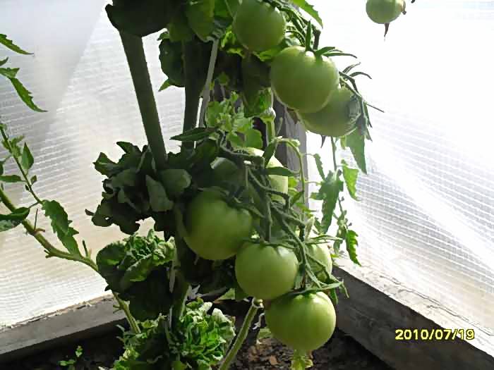 Палка: описание сорта томата, характеристики помидоров, посев