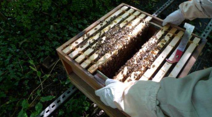 Приготовление сахарного сиропа для подкормки пчел осенью |
