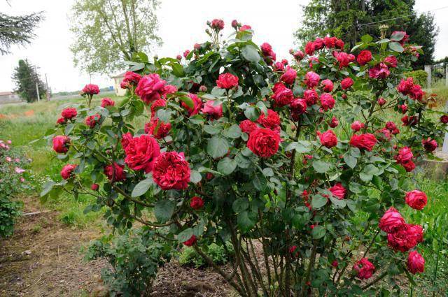 Роза эрик таберли (eric tabarly) — характеристики сорта