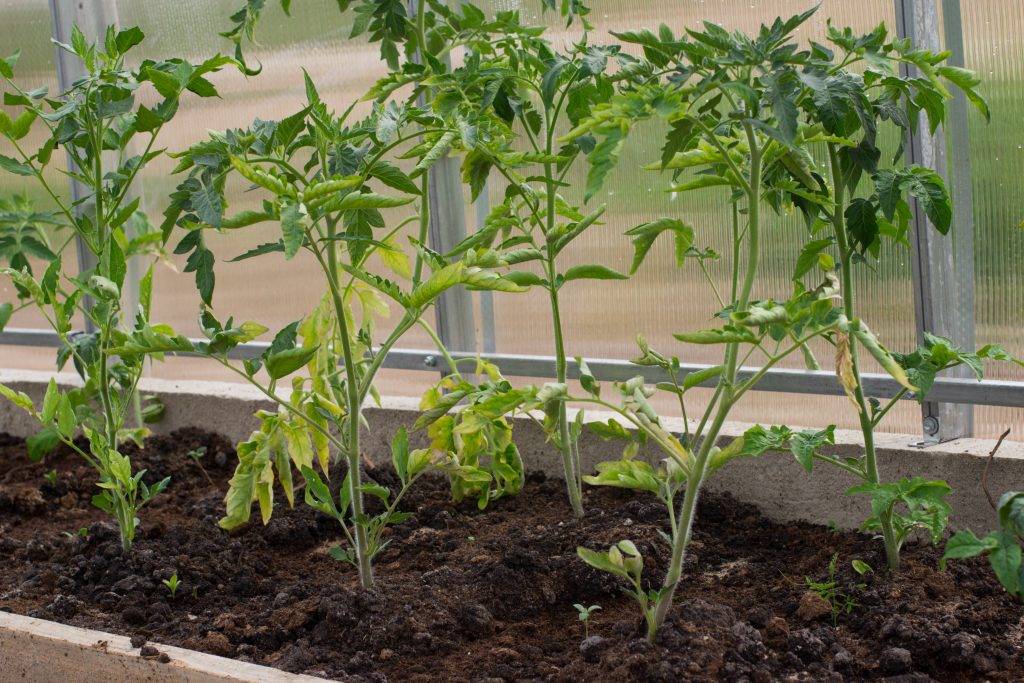 Чем лучше подкормить рассаду для выращивания вкусных томатов