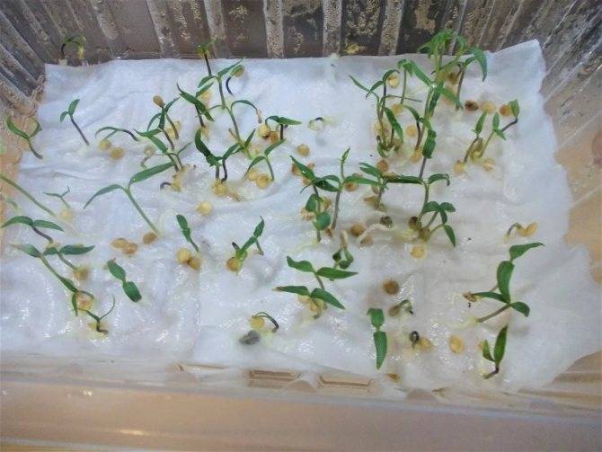 Огурцы: проращивание семян за 12 часов