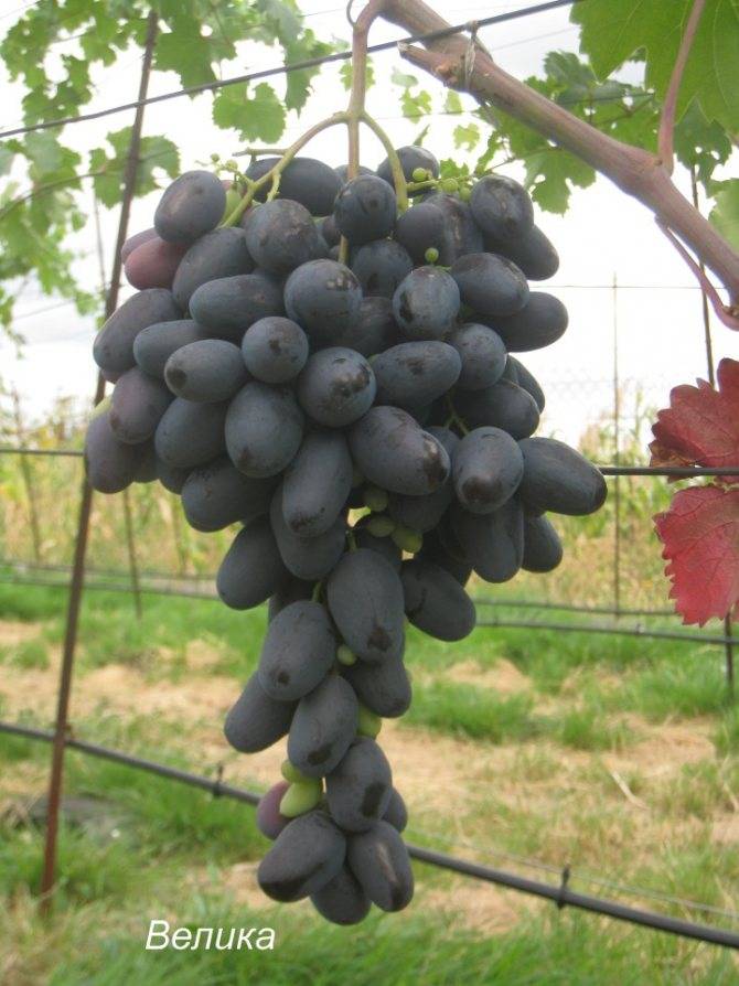 Виноград велика: описание сорта, фото, отзывы | qlumba.com