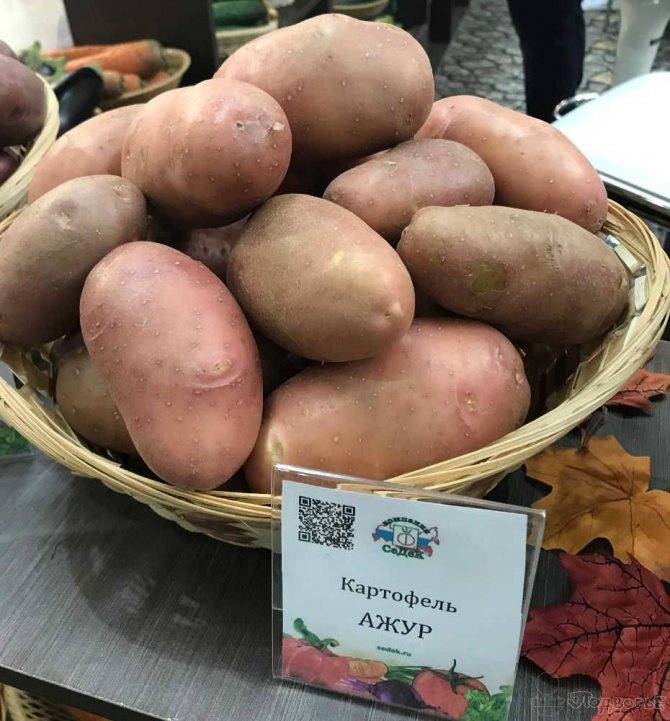 Описание и характеристика картофеля сорта лилея, посадка и уход