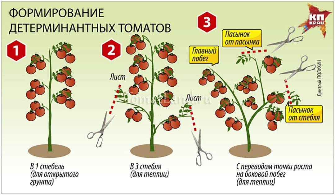 Формирование томатов в открытом грунте: простая схема selo.guru — интернет портал о сельском хозяйстве