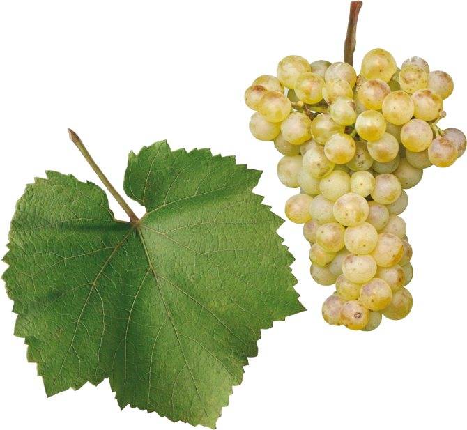 Белые вина из сорта винограда шардоне