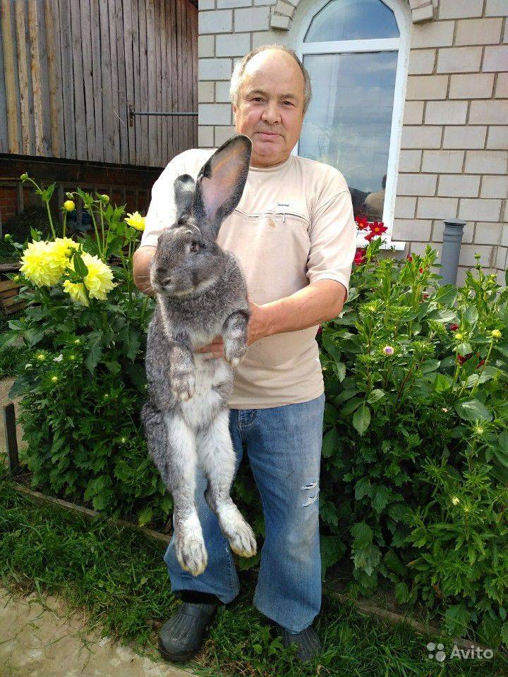 Кролики великаны: обзор пород, разведение и выращивание