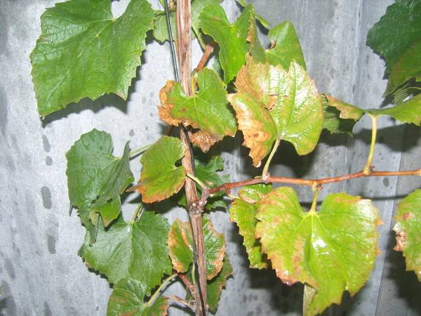 Виноград сохнут края листьев. Болезни винограда листья сохнут. Золотистое пожелтение винограда. Скручиваются листья у винограда. На винограде листья скручиваются и сохнут.