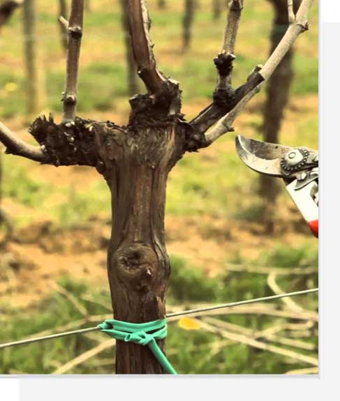 Уход за виноградом летом, полный список летних работ - vinograd-loza