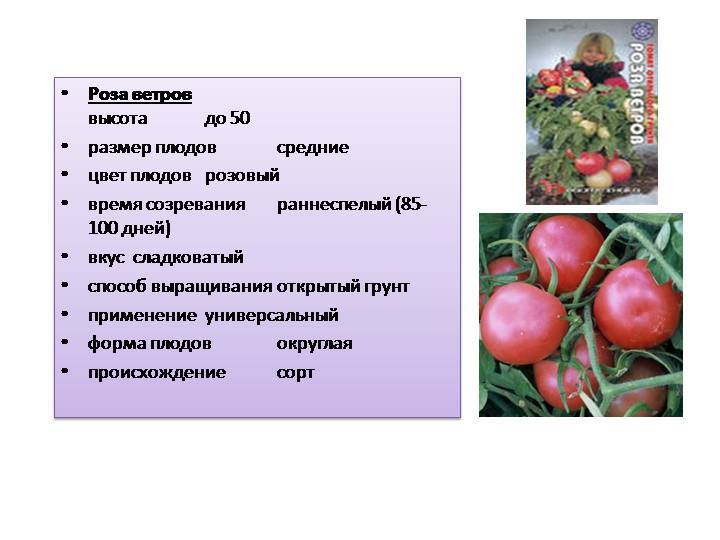 Салатный сорт для открытого грунта — томат роза ветров: описание помидоров и их характеристики, отзывы об урожайности