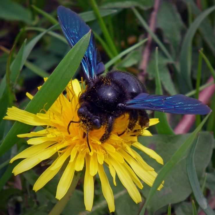 Пчела плотник — описание, образ жизни и среда обитания