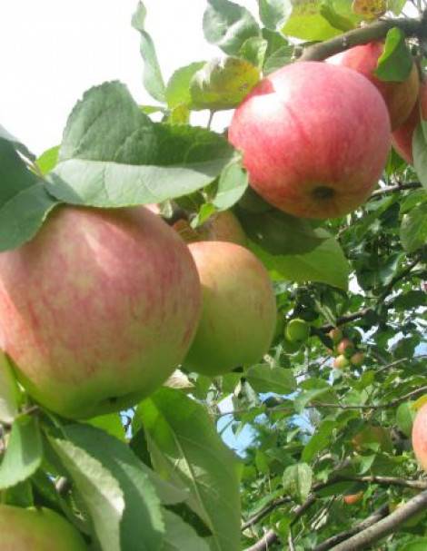 О яблоне мечта: описание и характеристики сорта, посадка и уход, выращивание