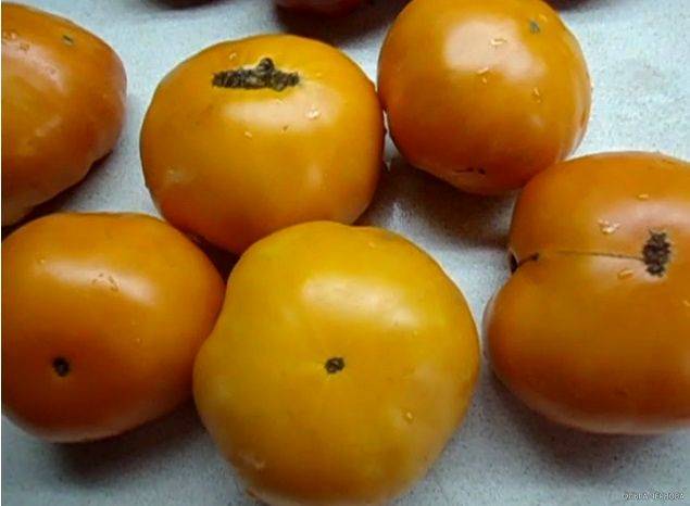 Томат алтайский оранжевый: характеристика и описание сорта, отзывы кто сажал и фото урожайности помидоров