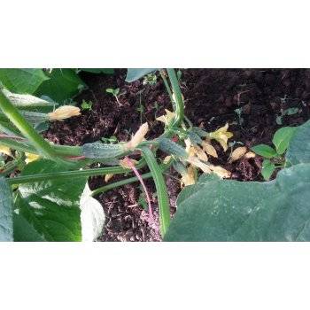 Подкормка огурцов в августе – как увеличить плодоношение и избежать «пустого сердца» — agroxxi