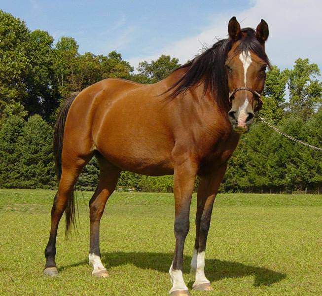 Обзор каурой масти лошадей: ее описание и фото
обзор каурой масти лошадей: ее описание и фото