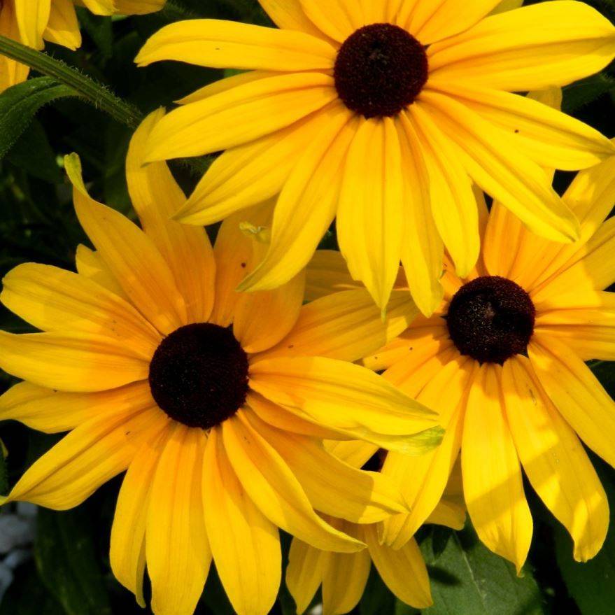 Желтые цветы: самые красивые садовые многолетники с желтыми и оранжевыми цветками, топ 60 на supersadovnik.ru