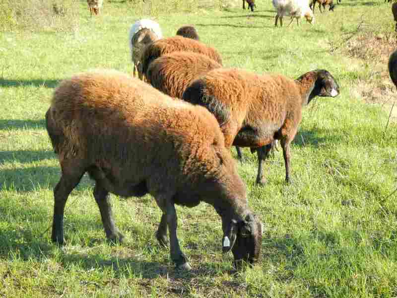 Гиссарские бараны и овцы