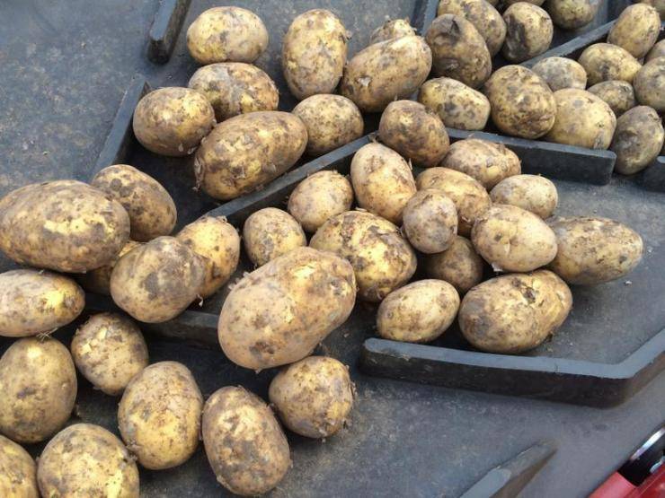 Ранние сорта картофеля — объясняем обстоятельно