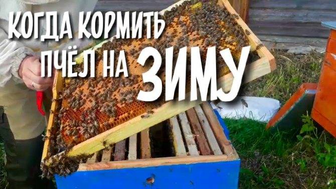 Подкормка для пчел: когда, что и зачем | огородники