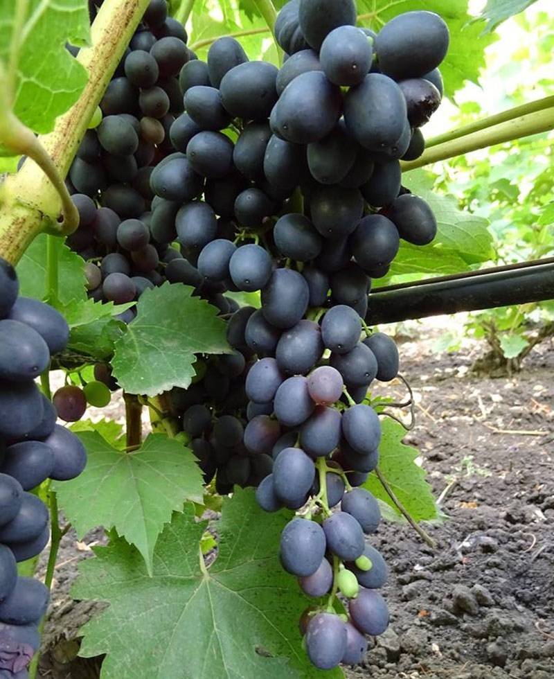 Виноград аттика: описание сорта, фото, отзывы, характеристики кишмиша, технология выращивания