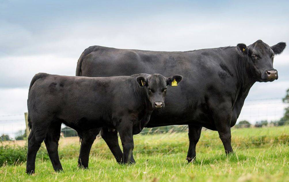 Абердин-ангусская порода коров – характеристика, содержание, кормление