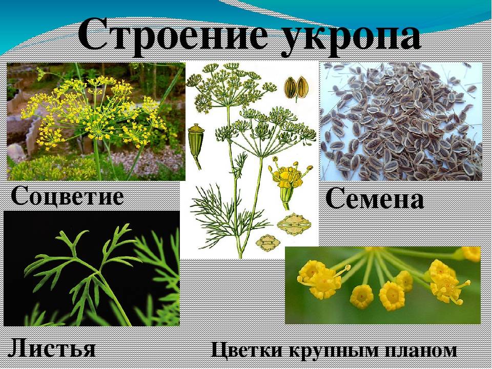 Укроп, описание, виды и сорта, фото, условия выращивания. уход, болезни и вредители