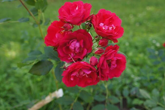 Роза аделаида худлес | питомник растений