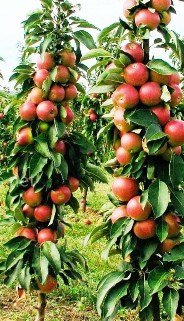 Особенности выращивания колоновидной яблони сорта медок