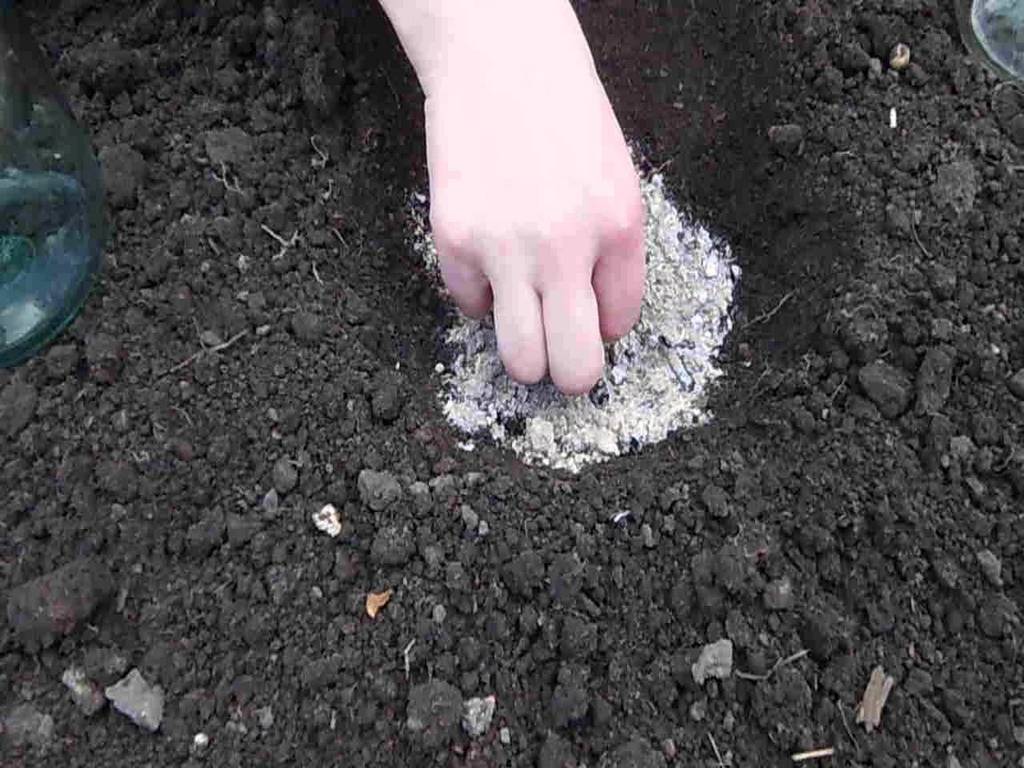 Как сажать тыкву в открытый грунт семенами или рассадой