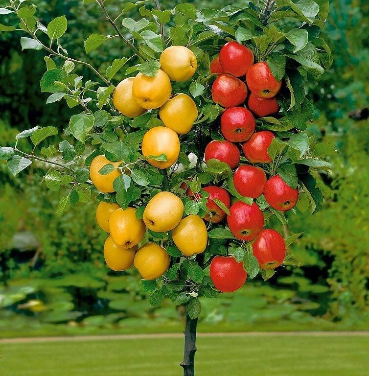Карликовые яблони: сорта, преимущества и недостатки. посадка карликовых яблонь, размножение и уход, болезни яблонь-карликов