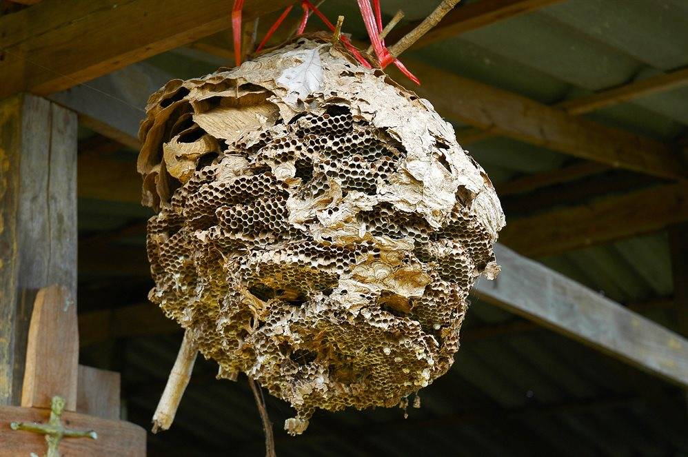 Как избавиться от пчел на даче, участке, в доме, гараже, сарае