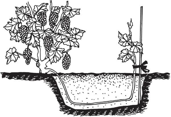 Размножение винограда, способы и методы размножения