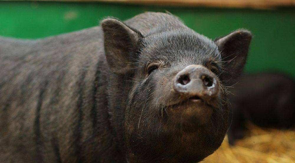 Кормление вьетнамских свиней