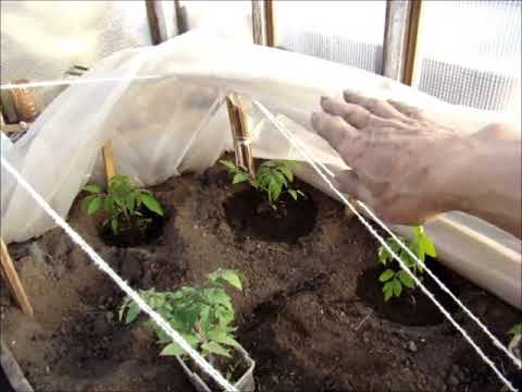 Как посадить помидоры под пленку - в рассаде