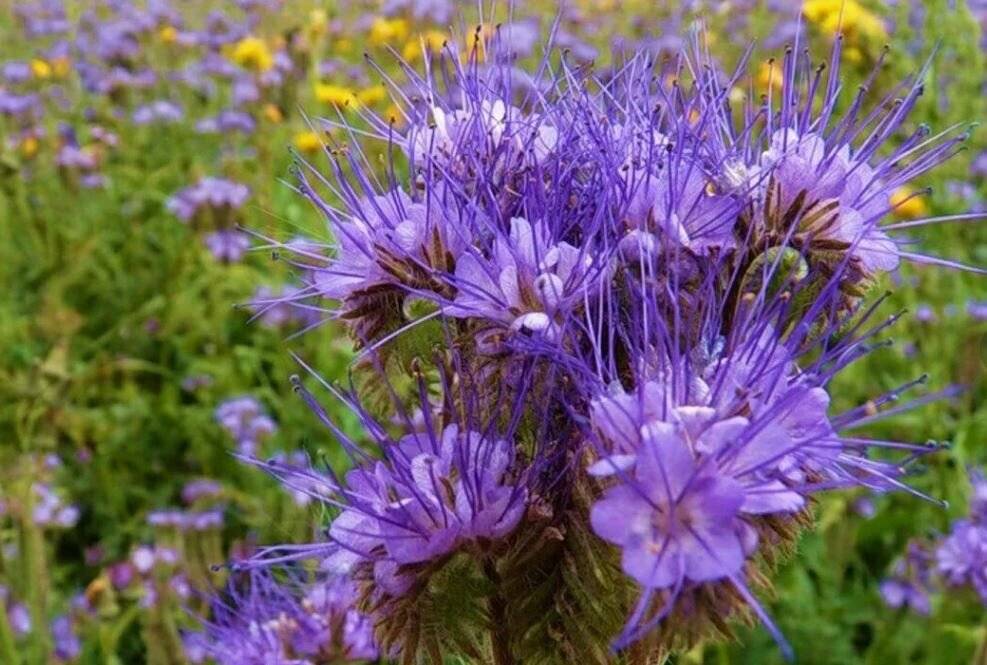 Лучшие растения-медоносы для пчёл: особенности и виды, травы и цветы, однолетние и многолетние, посев медоносов, фото