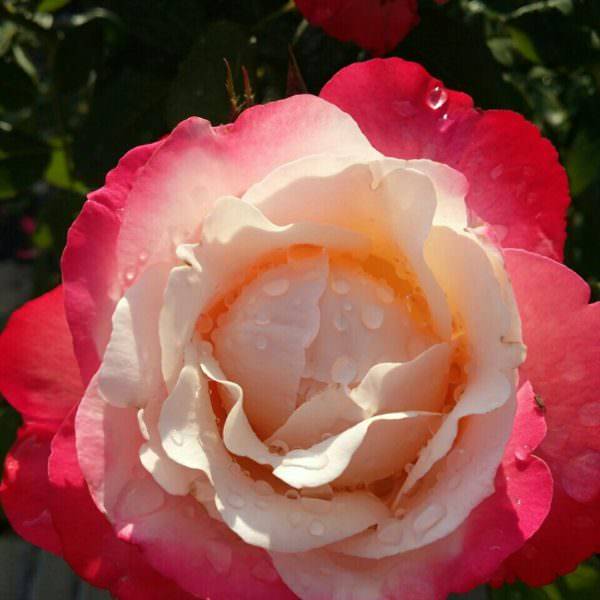 Ностальжи роза - описание и характеристики сорта, плюсы и минусы | розоцвет
