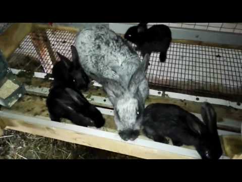 Когда отсаживают крольчонка от крольчихи: в каком возрасте и чем их кормить