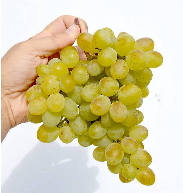 Белый сорт винограда: восторг