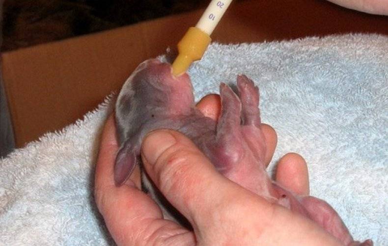 Как выкормить крольчат без крольчихи: заменители молока, подкормки, уход за новорождёнными