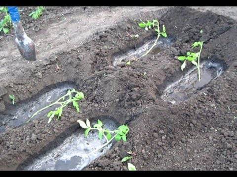 Схема посадки томатов в теплице: размещение, густота посадки, как и сколько можно посадить