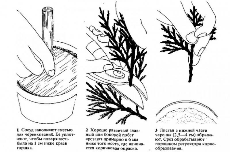 О размножении можжевельника черенками дома: самый быстрый и легкий способ