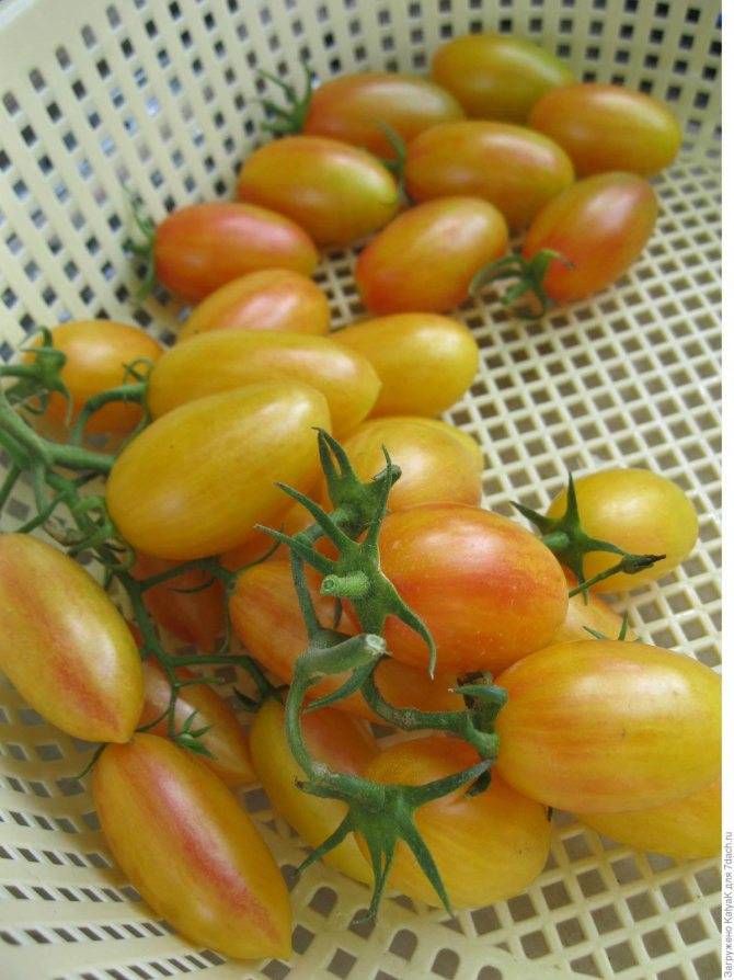 Дамские пальчики: описание сорта томата, характеристики помидоров, посев