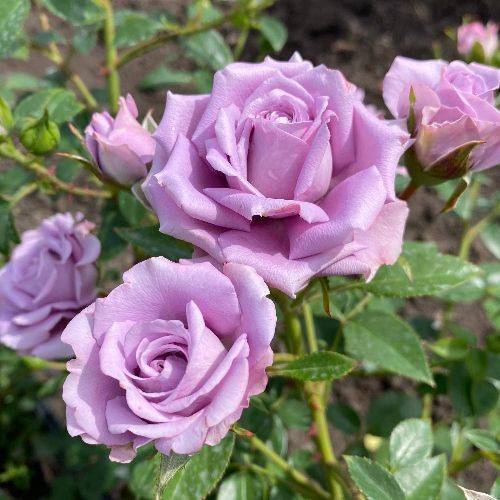 Что такое роза спрей: описание, фото, популярные сорта