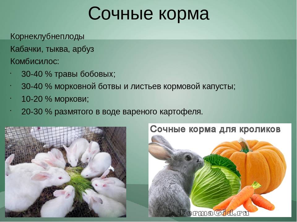 Что можно есть кроликам: список продуктов для кормления домашнего питомца