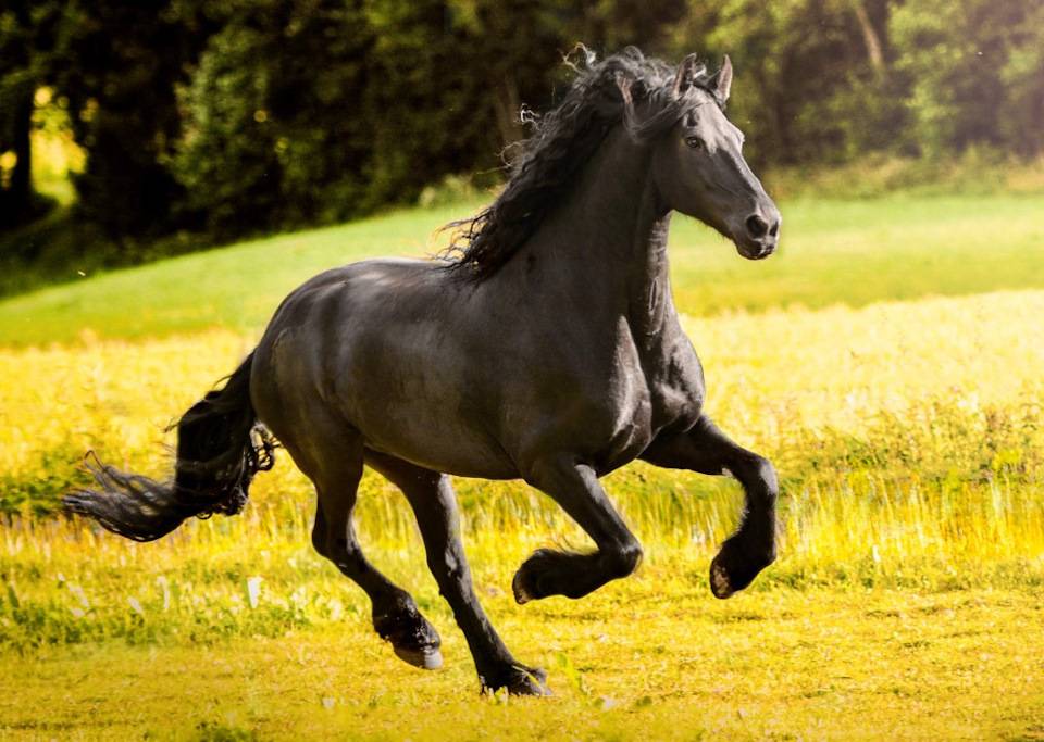 Порода самой крупной лошади — английский тяжеловоз (шайр)