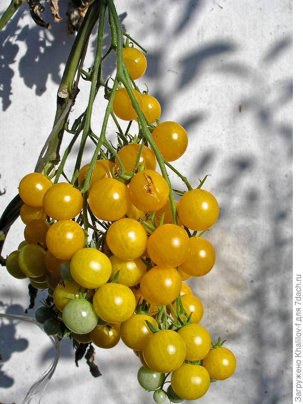 Томат вишня красная и черная: описание и характеристика сорта, особенности выращивания, отзывы, фото