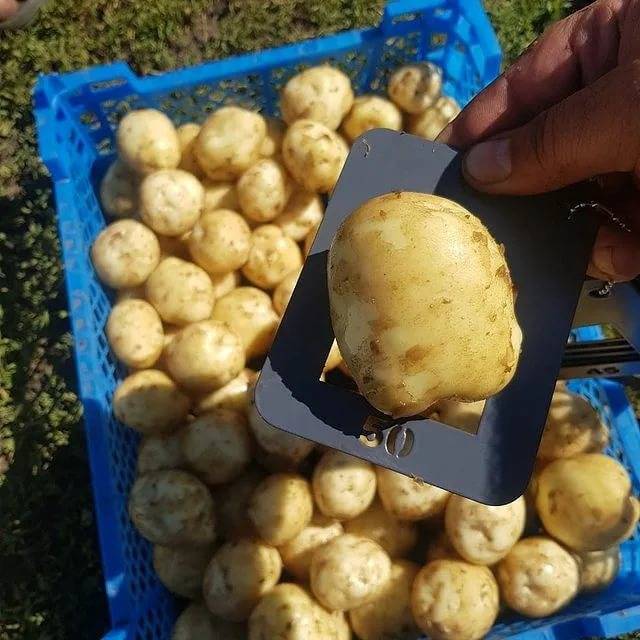 Сорт ривьера — находка для ценителей молодого картофеля