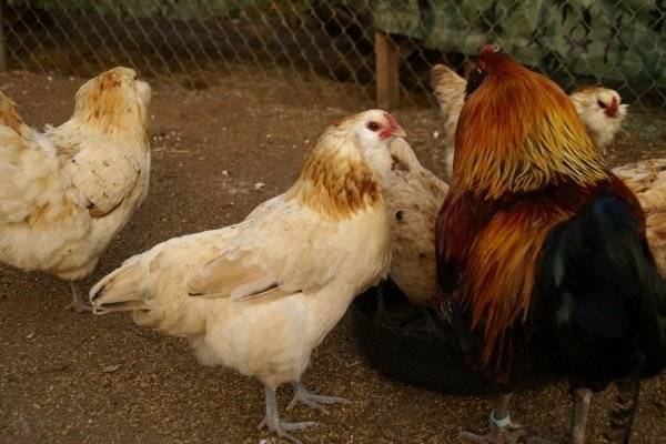 Описание редкой породы кур амераукана: разведение, экстерьер курицы и петуха