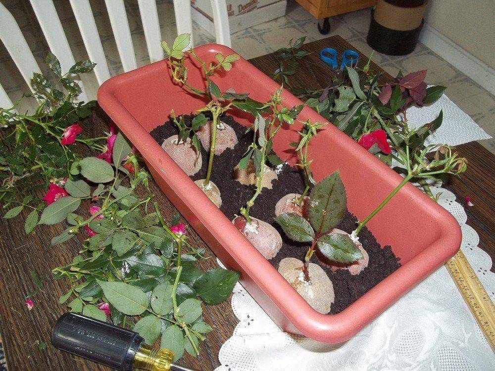 Как вырастить розу из черенка в домашних условиях